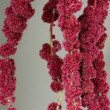 Designer Red Hanging Amaranthus